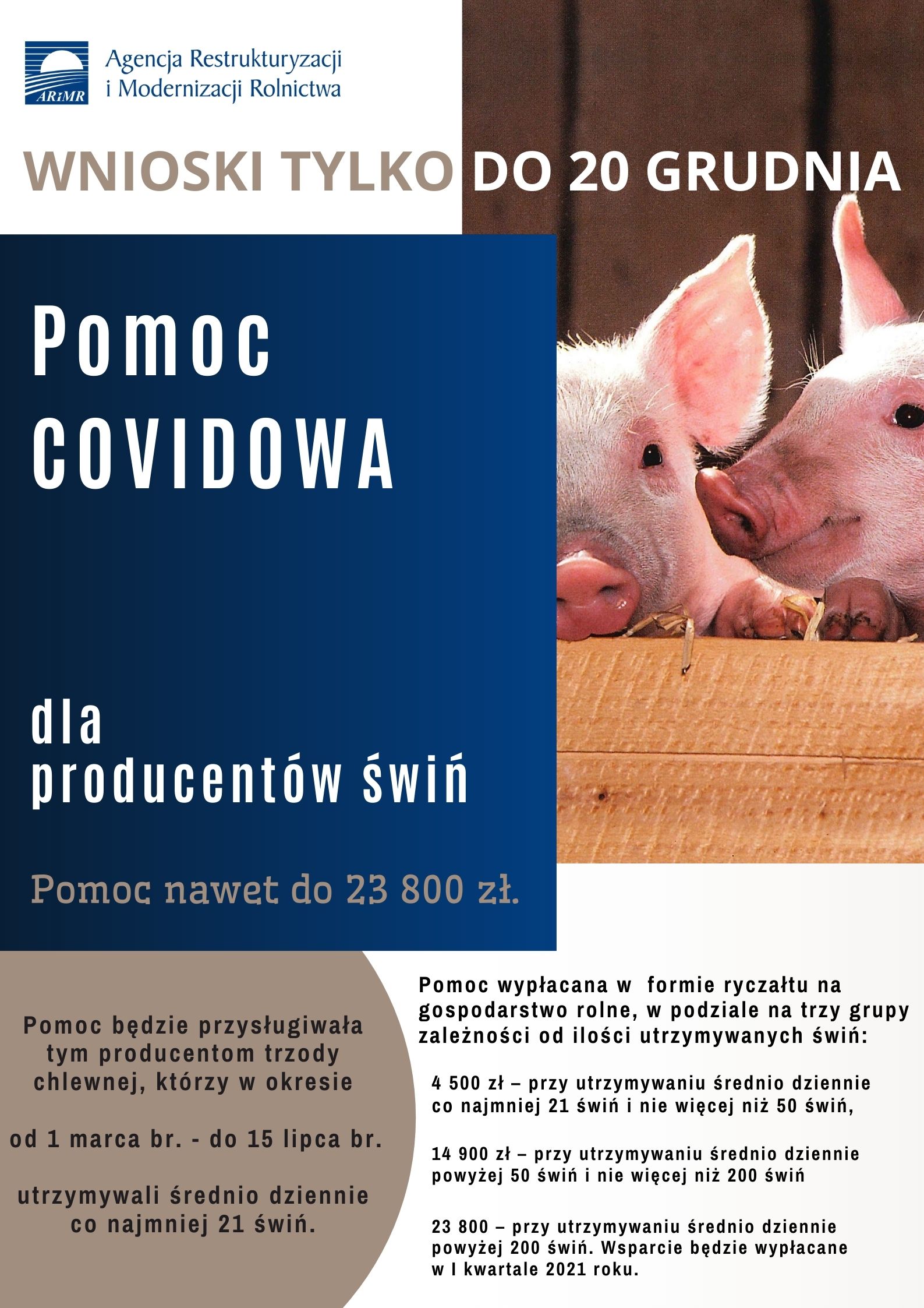 Pomoc Covid Świnie