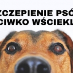 Obowiązkowe szczepienie psów przeciwko wściekliźnie