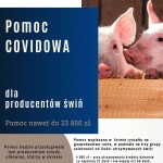 Pomoc covidowa dla producentów świń 